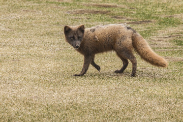 Arctic Fox