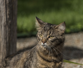 Tabby cat with lead on green grass