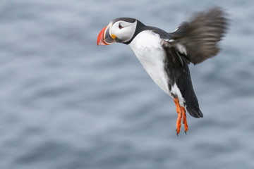 Puffin Iceland