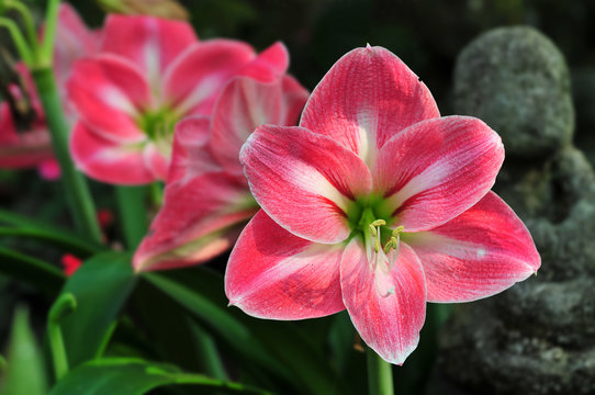 Red Amaryllis Flowers In A Garden