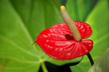 Anthurium exotic flower in leaves background