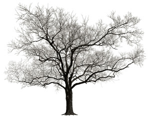 Dormant tree without leaves isolated in white background