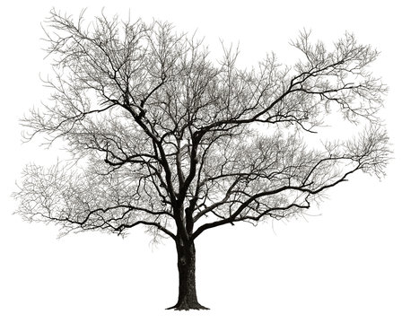 Dormant tree without leaves isolated in white background