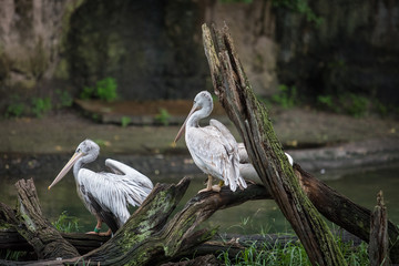 Pelicans