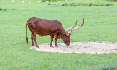 Ankole-Watusi Cattle