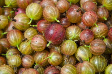 
Background of berries of gooseberry.
