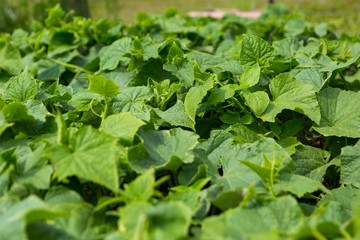 Cucumbers bushes growing in vegetable garden