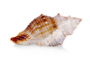 sea shell isolated on white.