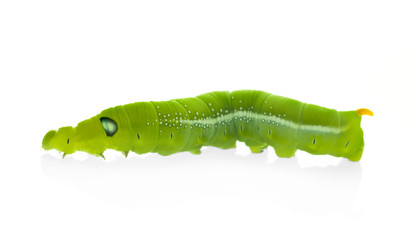 Green butterfly worm close up in white background.