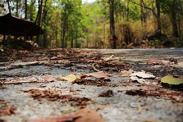 Fall season Naturally occurring Brown leaves wilt on the floor.