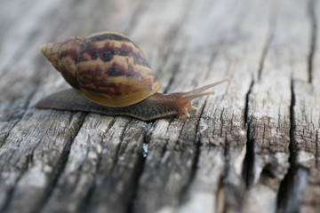 Snail on the wood.
