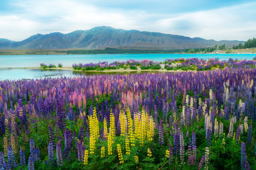 Lake Tekapo Lupin Field in New Zealand - obrazy, fototapety, plakaty