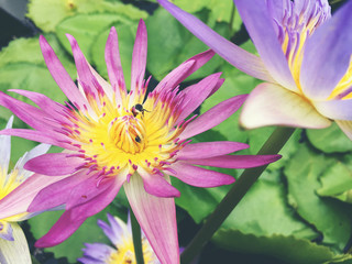 Honey bee collects pollen showing its pollen baskets and flies away on lotus flower in the pond. Saturated colors and vibrant detail make this an almost surreal image, vintage tone.