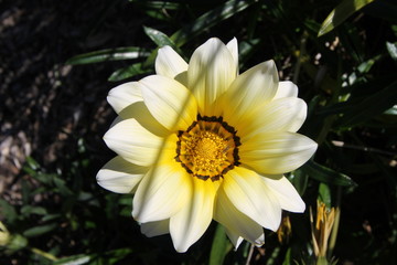 Fototapeta premium Yellow spring flower