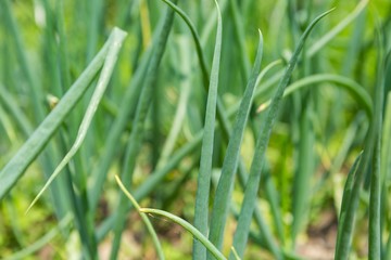Onion growing in garden