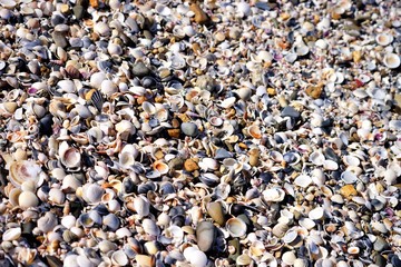 shells on the beach