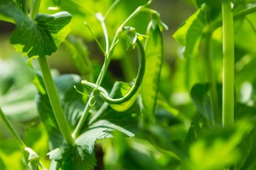 Pea growing in garden