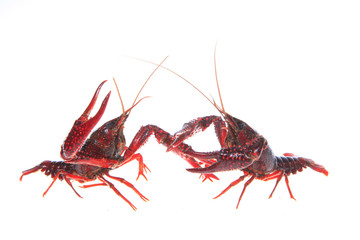 Crawfish, white background, close-up