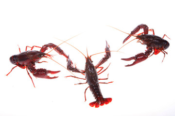 Crawfish, white background, close-up
