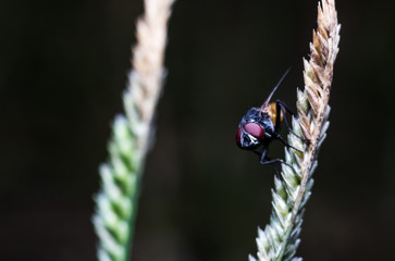 Close up fly on the grass. Black background.