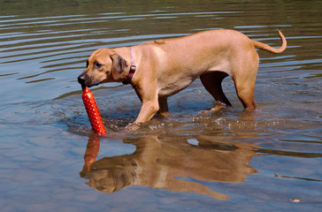 A Rhodesian Ridgeback puppy carrying a training toy in the water