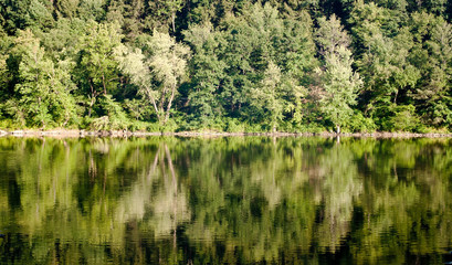Fototapeta na wymiar Forest reflection in the river