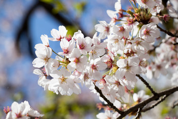 White cherry (Sakura) blossom in spring season with blue sky background