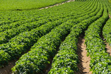 Large potato field with potato plants planted in nice straight rows