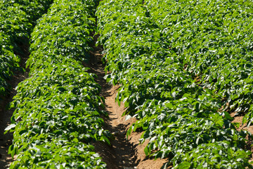 Large potato field with potato plants planted in nice straight rows