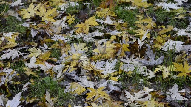 Jesen Podzim Autunno Herbst Automne 가을
 Autumn 秋季 Ősz סתיו Sonbahar video &Phi;&theta;&iota;&nu;ό&pi;&omega;&rho;&omicron; M&ugrave;a thu पतझड़ خريف 