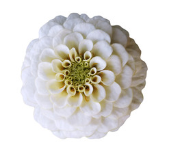 White flower   on  white isolated background with clipping path  no shadows. Closeup.  Nature.