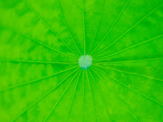 Closeup texture of lotus leaves with soft focus, large and bright.