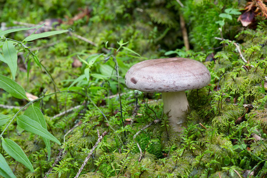Mushroom, Lactarius trivialis growing among moss