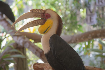 Asian Hornbill