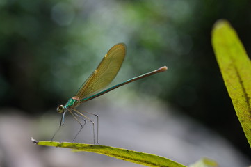 Close up dragonfly