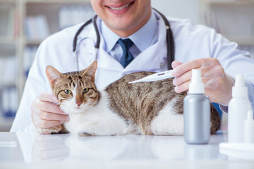 Cat visiting vet for regular checkup