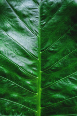 Close-up Green tropical leaf texture pattern background