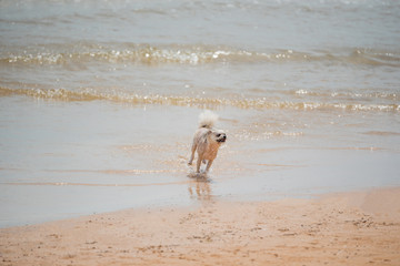 Dog running happy fun on beach when travel at sea