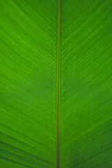 Closeup macro of green leaf texture.