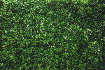 Obraz premium Green leaves wall background, plant on the wall