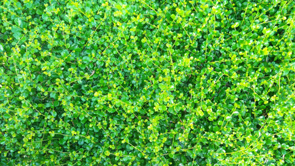 Fresh and bright green plant from top view