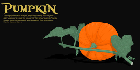 Isolate composition of pumpkin and leaf  on black background
