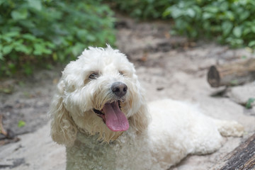 A smiling Labradoodle relaxes during a hike in a state park