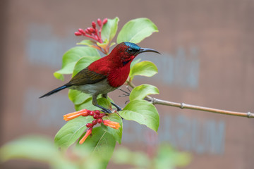 Crimson Sunbird finding some sweet nectar from flowers.