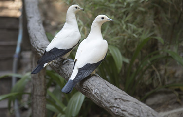 Love Birds