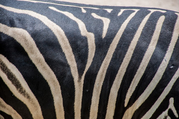 zebra