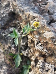 beautiful flower on the stone