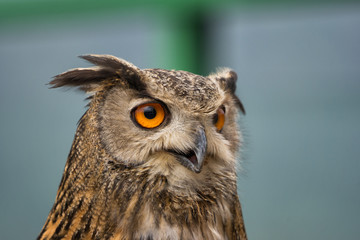 Buffy Fish Owl