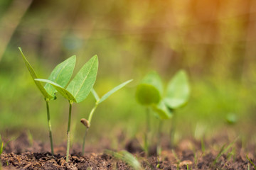 Longan yard of farmers.