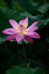 Fototapeta premium Lotus